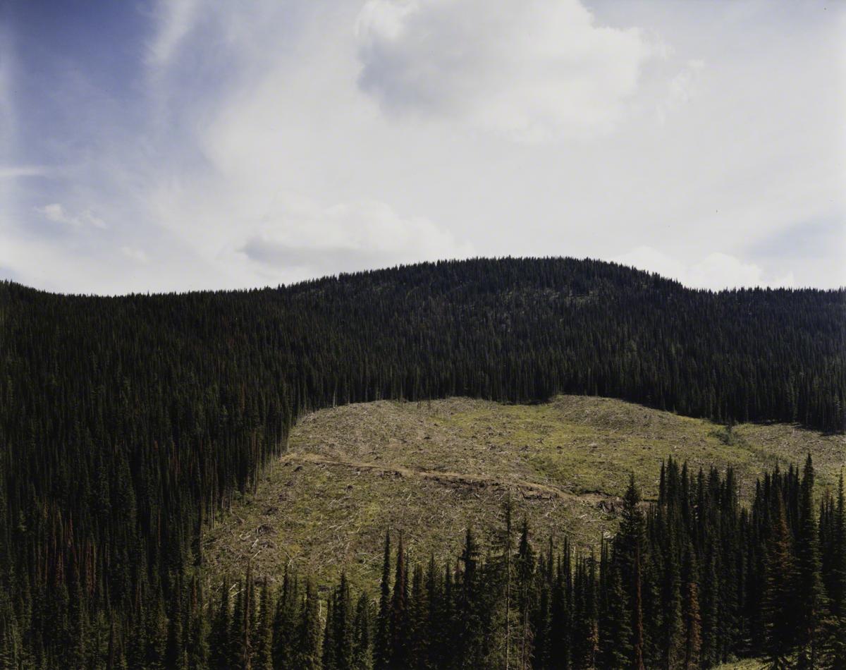 Sarah Anne Johnson, The Block #1 (Tree Planting project), 2005.
